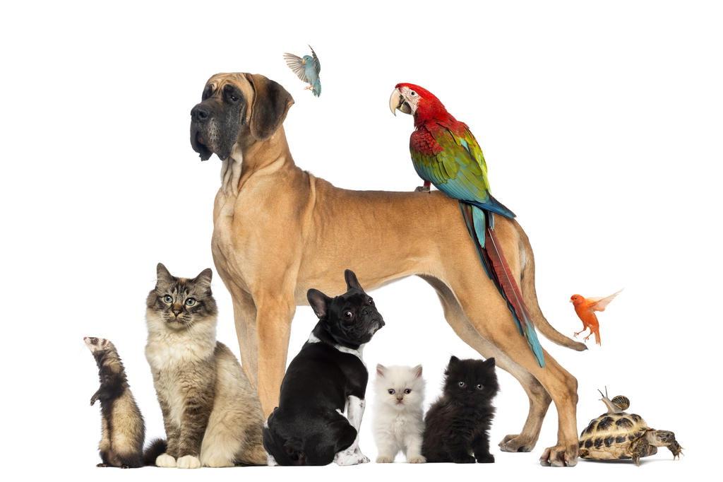 Ofertas Pet shop